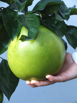 Psychoterapia w Szczecinie Prywatny gabinet psychoterapeutyczno pedagogiczny Alicja Maria Jankowska Szczecin. Psychoterapeuta, somototerapia gabinet psychoterapeutyczny. Terapia indywidualna i grupowa. Rebirting. Ustawienia B.Hellingera